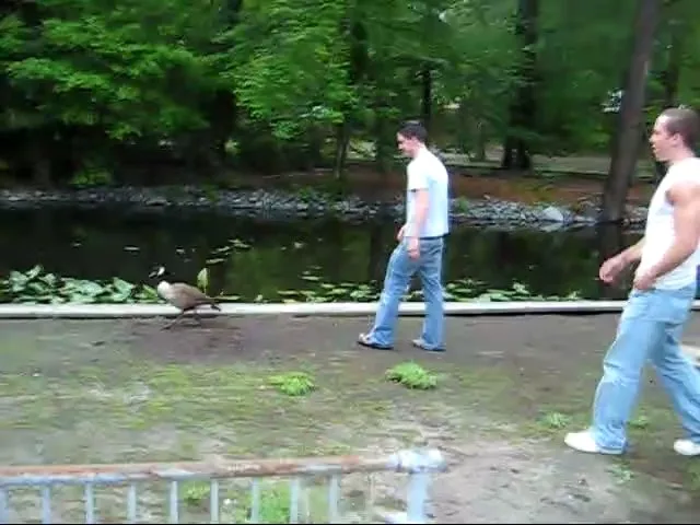 Duck